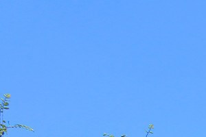 Selma Apartments | Lookout Hollow | Apartments Selma, TX